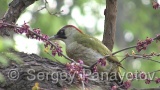Video of Green Woodpecker - Eurasian Green Woodpecker in spring eating in the forest